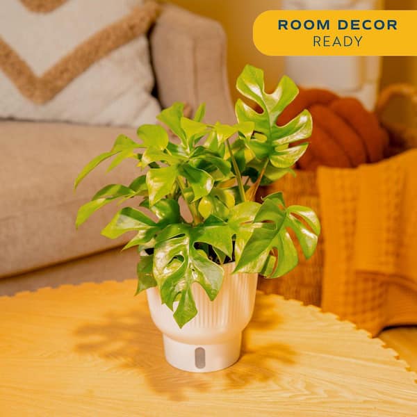 Trending Tropical Rhaphidophora Tetrasperma Indoor Plant in 6 in. Self-Watering Pot, Avg. Shipping Height 1-2 ft. Tall