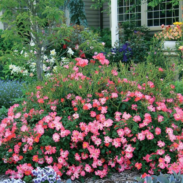 Drift 1 Gal. Pink Drift Rose Bush with Pink Flowers (2-Pack