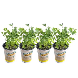1 qt. Organic Single Parsley Plant (4-Pack)