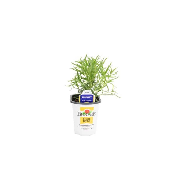 4.5 in. Pot Burpee Rosemary Lamiaceae Plant (4 Plants)