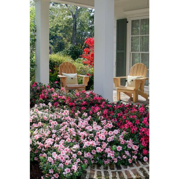 ENCORE AZALEA 2 Gal. Autumn Sundance Shrub with Magenta Pink ENCORE AZALEA 2 Gal. Autumn Sundance Shrub with Magenta Pink