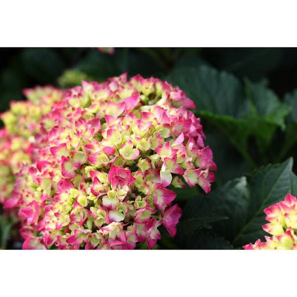 PROVEN WINNERS 2 Gal. Cityline Paris Bigleaf Hydrangea