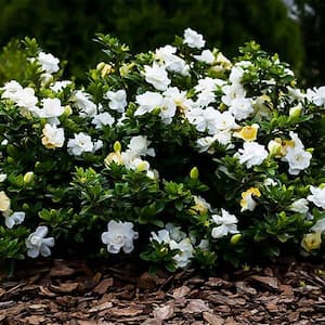 2.5 Qt. August Beauty Gardenia Shrub with Double White Flowers and Green Foliage