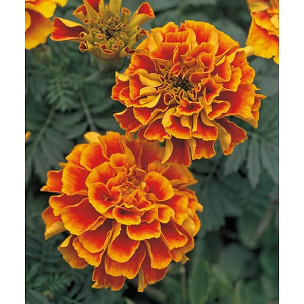 BELL NURSERY 4 in. Bi-Color Marigold Annual Live Plant, Red-Gold Flowers (Pack of 6)