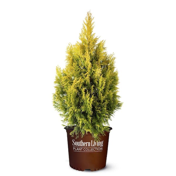 SOUTHERN LIVING 2 Gal. Forever Goldy Arborvitae Shrub