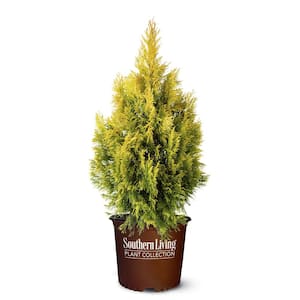 2 Gal. Forever Goldy Arborvitae Shrub