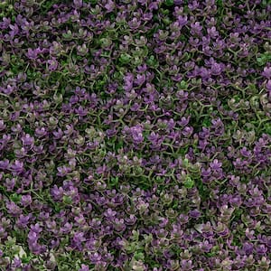 20 in. x 20 in. Flowering Star Premium Artificial Hedge Greenery Panels (12-Piece)