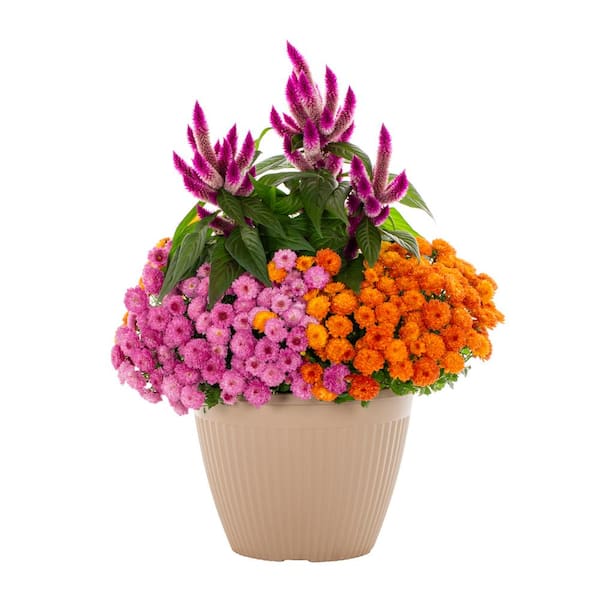 Vigoro 2 Gal. Select Planter Mum Chrysanthemum & Celosia Annual Plant (1-Pack)