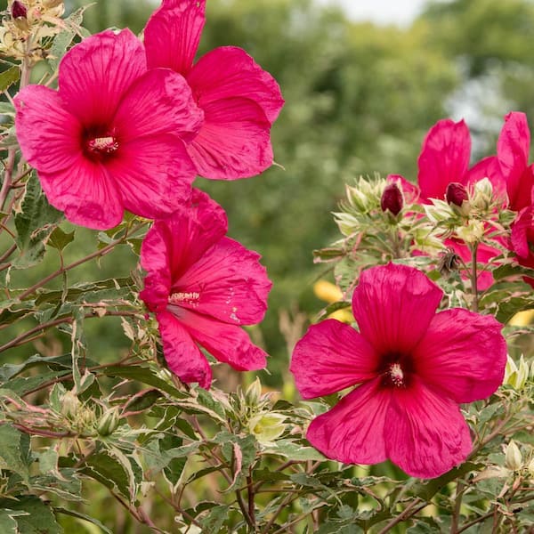Spring Hill Nurseries Summer Carnival Red Flowering Hardy Hibiscus