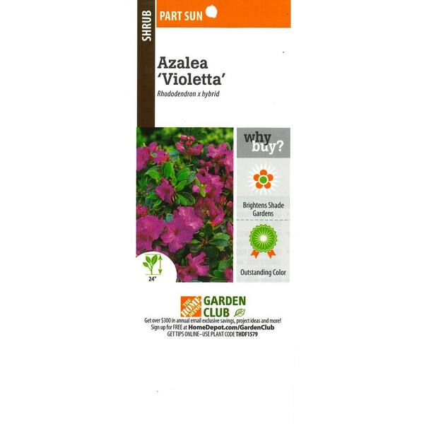 BELL NURSERY 1 Gal. Violetta Azalea Live Flowering Evergreen Shrub,  Purple-Pink Flowers AZLEA2VIO1PK - The Home Depot