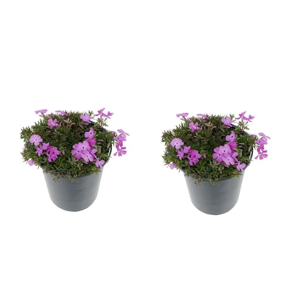 Unbranded 2.5 Qt. Perennial Phlox Subulata McDaniels Cushion (2-Pack)