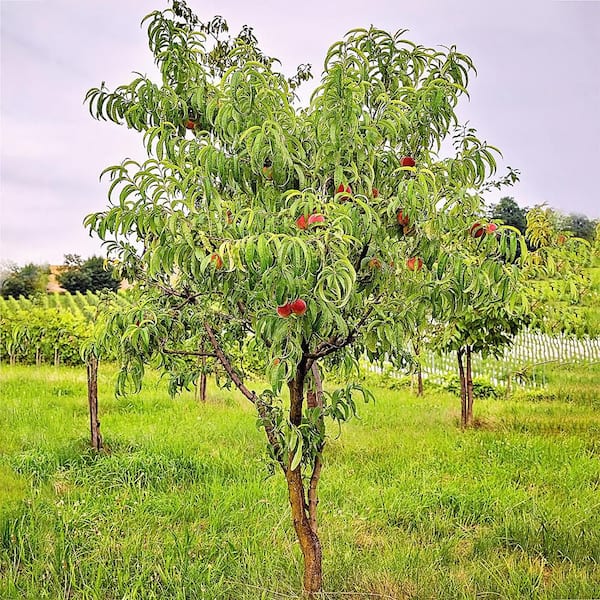 Unbranded 7 gal. Suwanee  Peach   Fruit Tree
