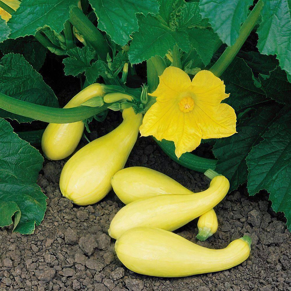 2.5 in. Yellow Squash Pic-N-Pic Plant (3-Pack) price history on PriceWatchPro