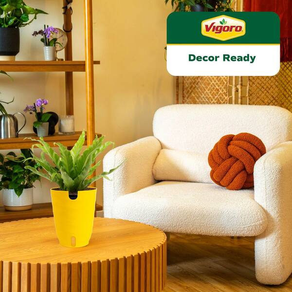 Vigoro Bird's Nest Fern Indoor Plant in 6 in. Self-Watering Planter, Avg.  Shipping Height 1-2 ft. Tall 6BIRFERNMIDWHT - The Home Depot
