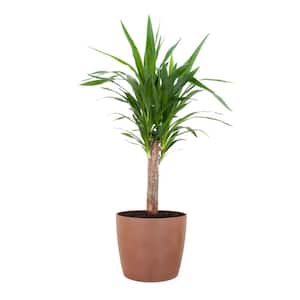 Yucca Cane Live Indoor Outdoor Plant in 10 inch Premium Sustainable Ecopots Terracotta Pot with Removeable Drainage Plug