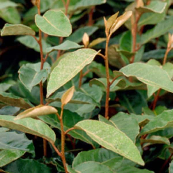 2.5 Gal - Elaeagnus x Ebbingei With Fragrant Discreet Blooms, Live Evergreen Shrub