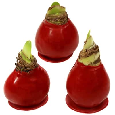 Wax-Coated Red Blooming Amaryllis Bulb (3-Pack)