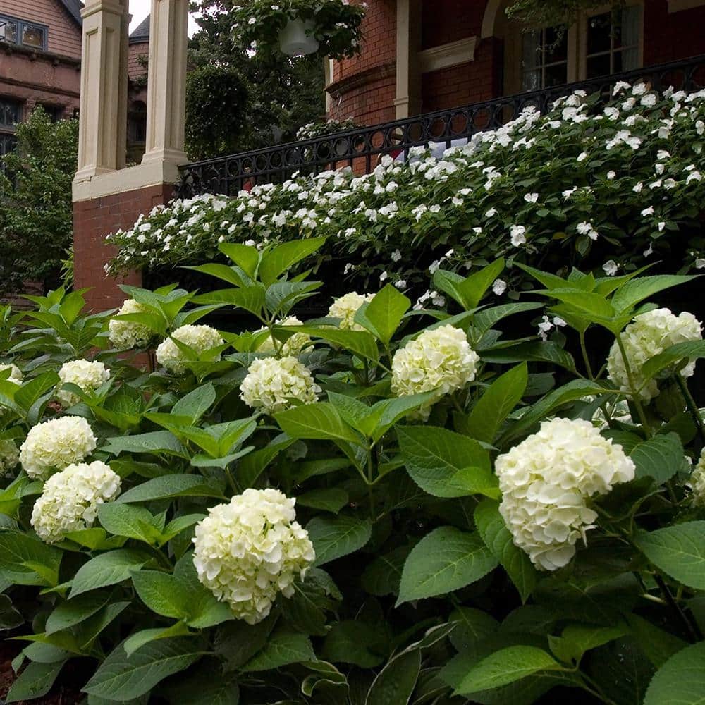 2 Gal. Blushing Bride Reblooming Hydrangea Flowering Shrub with White to Blush Pink Flowers