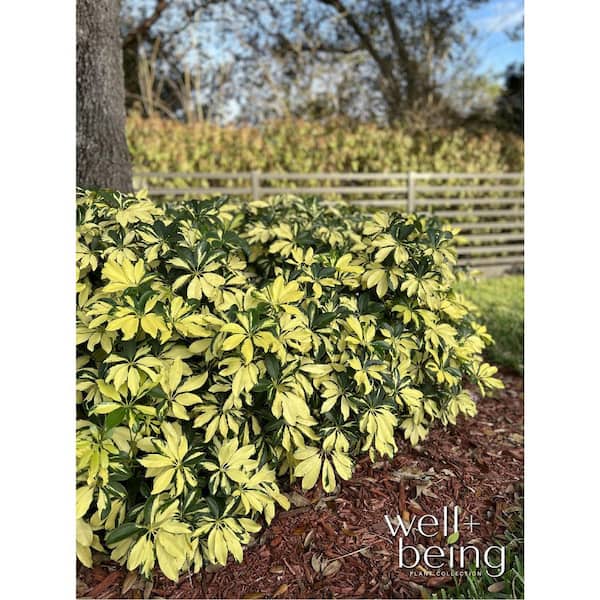 NATURE'S WAY FARMS Arboricola Trinette Live Outdoor Plant in