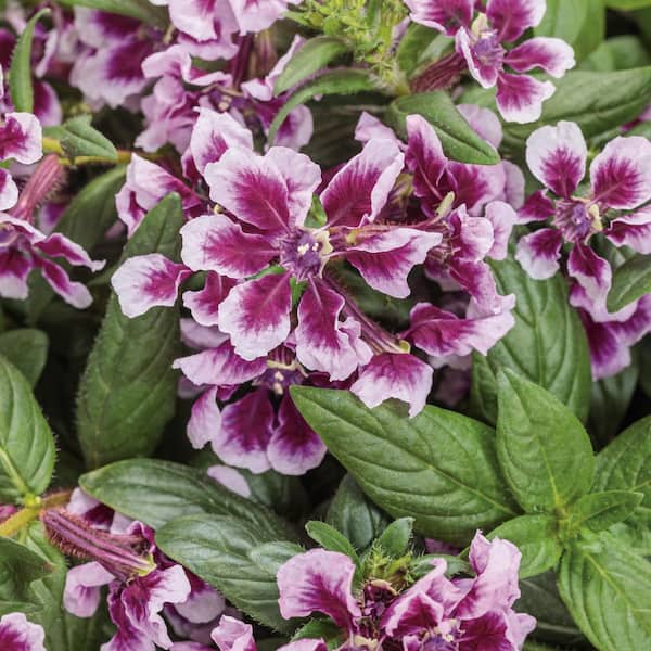4.25 in. Eco+ Grande Totally Tempted Frosted Violets Cuphea (Procumbens) Live Annual Plant with Purple Flowers 4-Pack