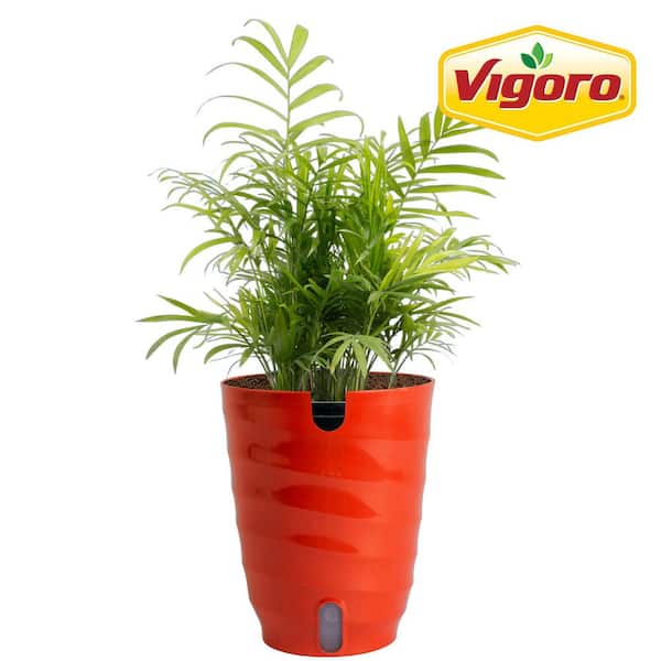 indoor plant fertilizer liquid House Plant Fertilizer  PROCESS