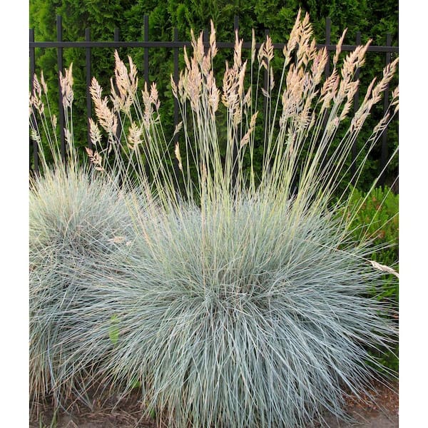 1 Gal. Elijah Blue Fescue Grass (Festuca Glauca) Live Full Sun Perennial Ornamental Grass Plant