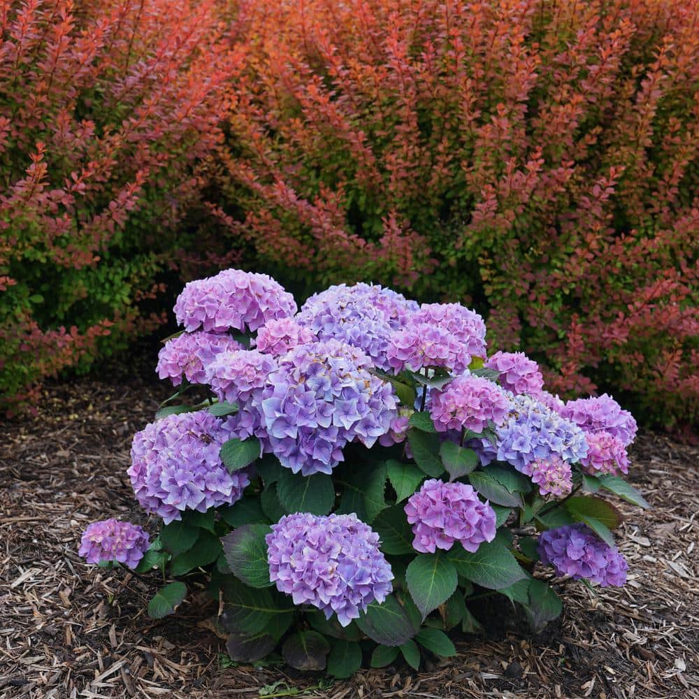2 Gallon Blue and Purple Hydrangea Flowering Shrub