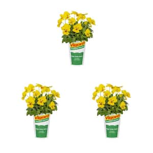 2 qt. Vigoro Trailing Pansy Bright Yellow Annual Plant (3-Pack)