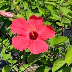 3 Gal. Painted Lady Tropical Hibiscus Flowering Shrub with Large Rosy Reddish Pink Flowers
