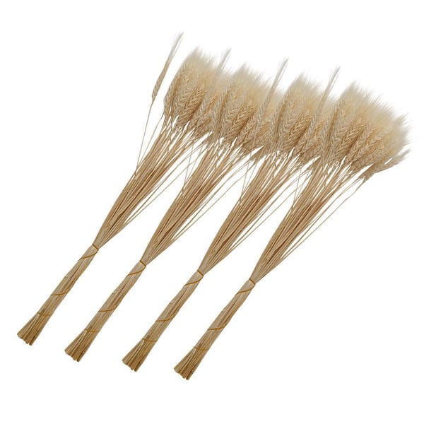 castellousa 24 in. White Indoor Non Artificial Dried Preserved Wheat Pack of 4