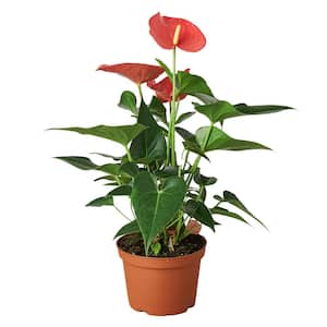 Pink Anthurium Plant in 6 in. Grower Pot