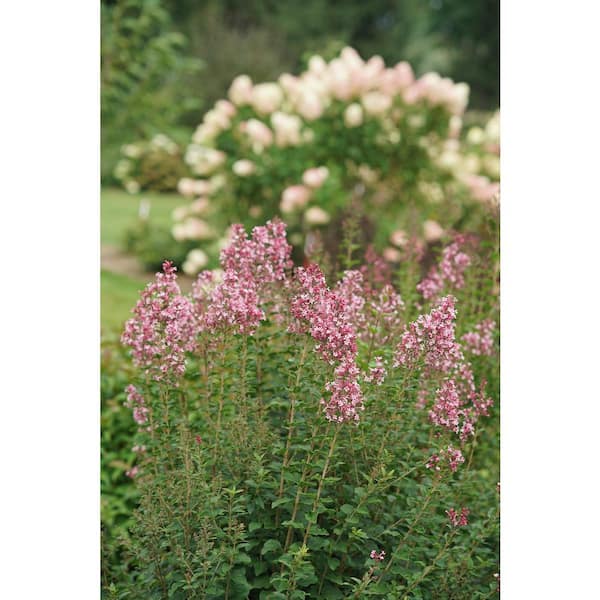 Reblooming Lilac | Bloomerang Ballet | Proven Winners Shrubs 4.5" Quart / Ships Now