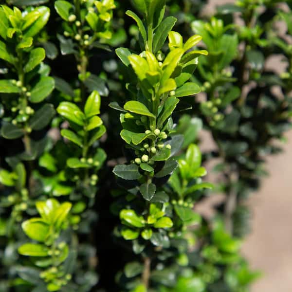 2.5 Qt. Sky Pencil Japanese Holly(Ilex), Live Shrub, Upright Growth Habit
