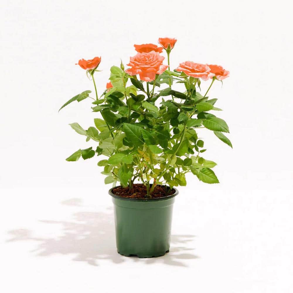 LIVELY ROOT 4 in. Tangerine Miniature Roses in Grower Pot LRTMRIN4GR The Home Depot