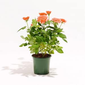 4 in. Tangerine Miniature Roses in Grower Pot