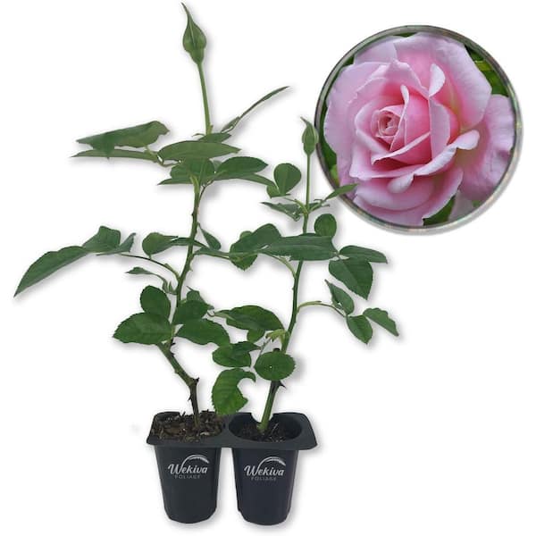 Wekiva Foliage Belinda's Dream Rose Bush 2-Live Starter Plants in 2 in. Pots-Beautifully Fragrant Rose from Florida