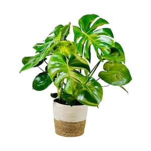 1.9 Gal. Philodendron Monstera Deliciosa Plant in 9.25 in. Deco Weave Basket