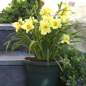 Daylilies Fragrant Returns Roots (3-Pack)