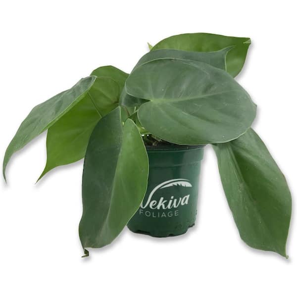 Wekiva Foliage Cordatum Philodendron and Soil Mix Combo-Live Plant in a 4 in. Pot with 1-Quart HousePlant Soil Mix