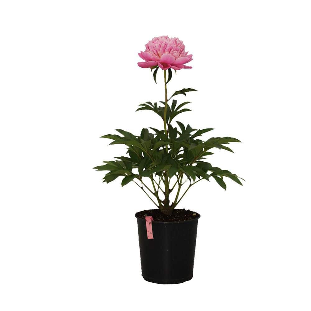 2 gal. Double Bubble Pink Peony with Pink Flowers PEOBUB02GH - The
