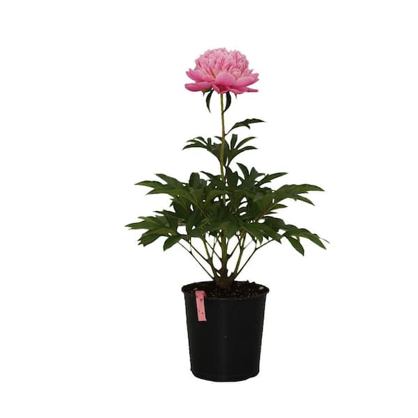2 gal. Double Bubble Pink Peony with Pink Flowers PEOBUB02GH - The