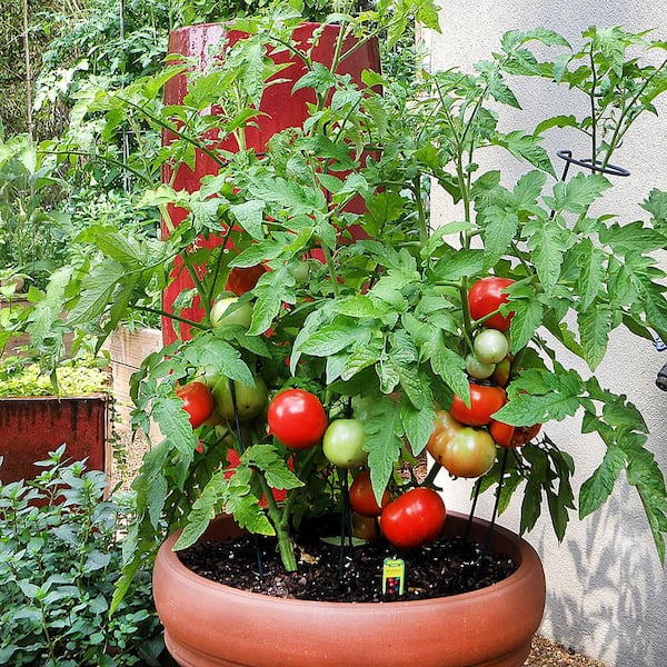 https://images.thdstatic.com/productImages/503776a9-e68b-462d-90ba-d24abab3080f/svn/bonnie-plants-tomatoes-0207-fa_600.jpg