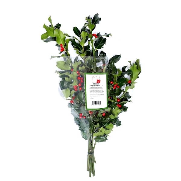 Online Orchards 24 in. Stem Sleeved Green Holly Bouquet Arrangement Freshly Cut From Pacific Northwest Evergreens (5-Pack)
