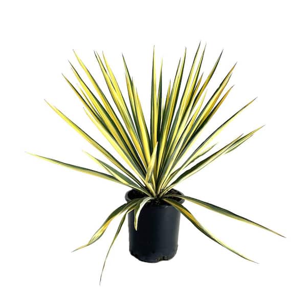 2.5 qt. Color Guard Yucca Live Shrub with Cream and Yellow