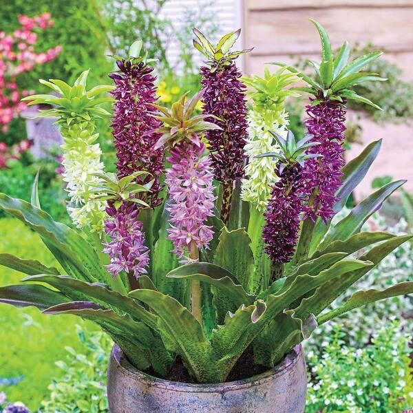 DIRECT GARDENING Multi-Color Flowering Pineapple Lily Dormant Bare Root  Summer Flowering Bulb Mixture (5-Pack) 96090 - The Home Depot