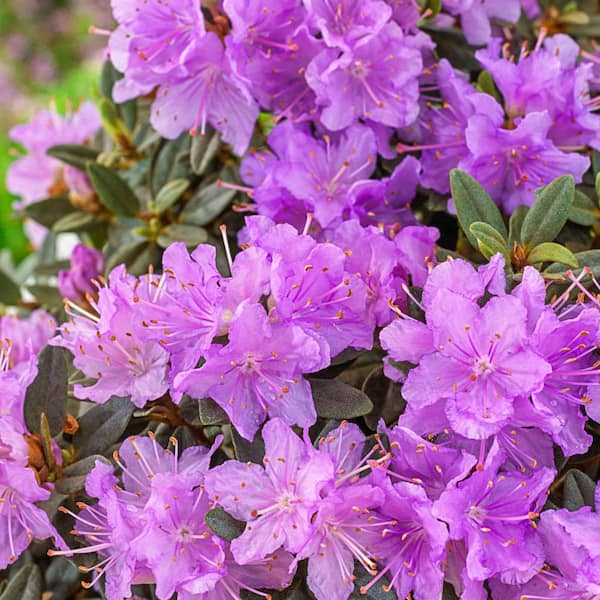 Direct Gardening P.J. Mezitt Elite Star Rhododendron Dormant Bare