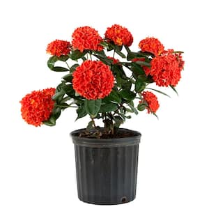 3 Gal. Ixora Maui Red Jungle Flame in Grower Pot (Shrub)