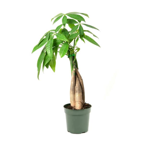 national PLANT NETWORK 4 in. Pachira Aquatica Braided Money Tree Plant in Grower Containers (3-Pack)