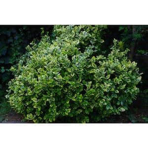1 Gal. Evergreen Wintercreeper Euonymus Shrub Evergreen, Glossy and Lustrous Leaves, also Drought and Cold Tolerant