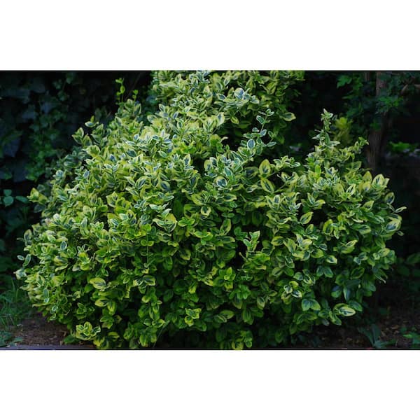 Online Orchards 1 Gal. Evergreen Wintercreeper Euonymus Shrub Evergreen, Glossy and Lustrous Leaves, also Drought and Cold Tolerant